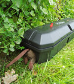 Rattenbekämpfung im Garten - giftfrei und human