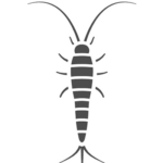 Silberfische