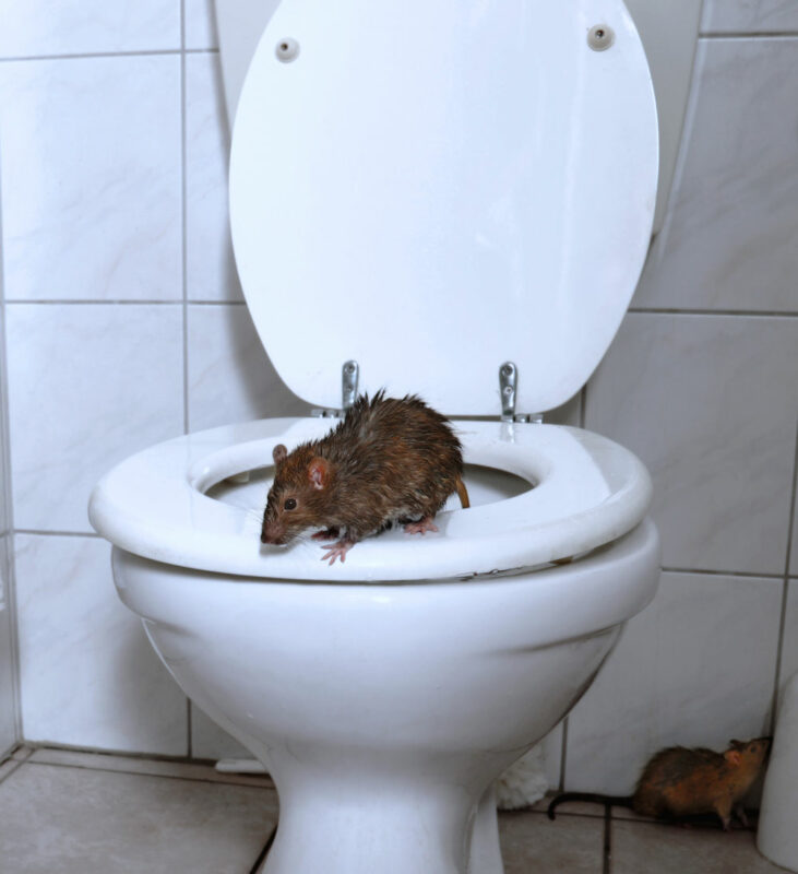 Ratte in der Toilette? Das können Sie tun! ÖkologischSchädlingsfrei.de