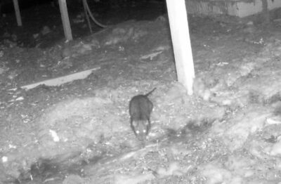 Ratte auf Dachboden - Was kann man tun?