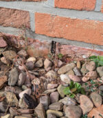 Stoßfugengitter gegen Spitzmäuse und Co.