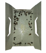 Klebefalle zur Bekämpfung von Kakerlaken und Schaben