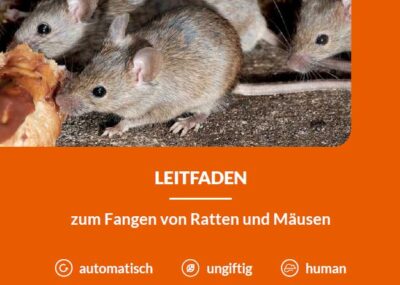 Kein Erfolg mit der automatischen A24 Falle? Der goodnature Leitfaden gibt Tipps zur erfolgreichen Rattenbekämpfung