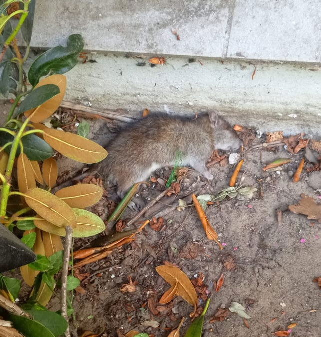 Eine an Rattengift verstorbene Ratte liegt im Beet