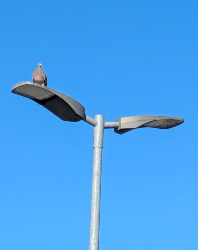 Birdshield Longlegs Anwendungsfalle - Taube auf Straßenlaterne
