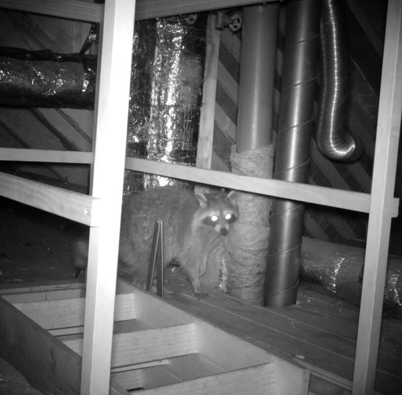 Waschbär auf einem Dachboden - Produkte zur Waschbär vergrämung hier online bestellen